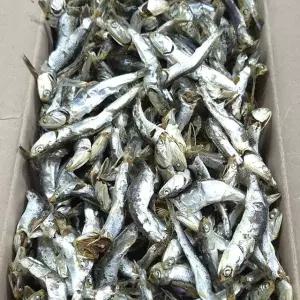 etv 품질좋은 국산 다시멸치 1.5kg 육수용멸치