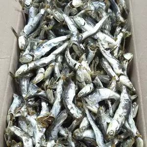 [NS홈쇼핑]etv 품질좋은 국산 다시멸치 1.5kg 육수용멸치[35766334]