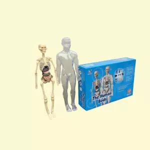 해부학 인체모형 조립 키트 투명 전신 골격 장기 교육용 교구