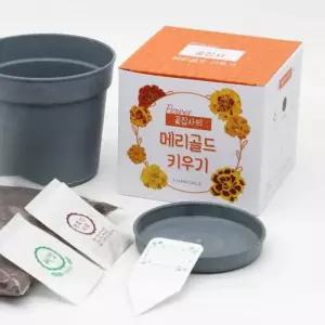 메리골드 키우기 꽃키트 씨앗화분 꽃키우기