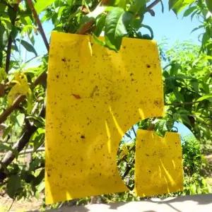 원예용 벌레 끈끈이 사각 트랩 50개입 파리 퇴치 뿌리 파리 제거 원예 트랩