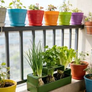 플라스틱 부추 묘목 트레이 통풍형 수경 재배기 셀러리 고수풀