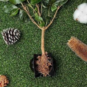 축제 40개 재사용 가능 식물 뿌리화 장비 키트 절단 접목 상자가지 번식기 볼