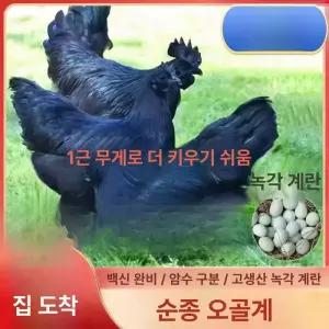 100인치 휴대용 빔스크린 차박 삼각대 학원용