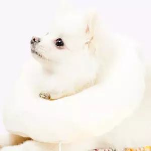 오가닉코튼 강아지넥카라 고양이꼬깔 애견물품 넥칼라