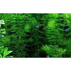 마커스 피쉬 탱크 3배 산소 공급 혼워트 쿠테일 세라토필럼 데머섬