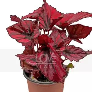 렉스베고니아레드키스 관엽베고니아 컬러잎식물 프릴 온실성 희귀식물 인테리어