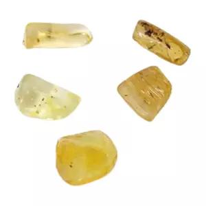 과학수업용 소나무송진 호박화석 5개 학교 놀이학습 실험실 방과후 엄마표