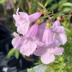 분홍능소화 덩굴 분홍 여름꽃 정원 담장용 다년생 노지월동 B02