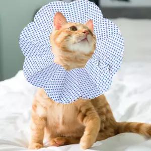 강아지 고양이 일회용 엘리자베스 넥카라