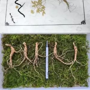 5-6년근 횡성 산양삼 선물세트 30뿌리 +보자기 가정용 강원도산양삼 강원도 산양 산삼 부모님 설선물 세트