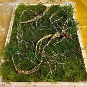 20년근 횡성 산양삼 선물세트 5뿌리+ 파지삼 3뿌리 + 즙1포+보자기 강원도 산양산삼 부모님 설선물 세트