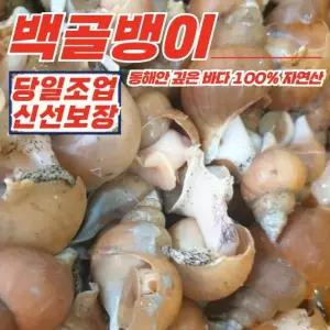 [푸디픽] 동해안 자연산 활 백골뱅이 1kg 중 (25-35미)
