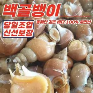 [푸디픽] 동해안 자연산 활 백골뱅이 1kg 중 (25-35미) x 4개
