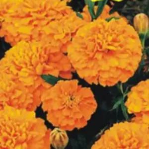 메리골드 오렌지색 씨앗 야생화 꽃씨 종자 씨 20립