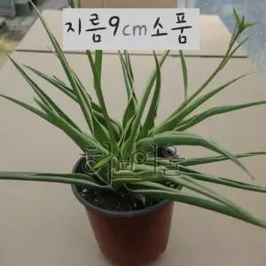 [관엽] 오션(나비난/모기퇴치/공기정화) 지름 9cm 소품 관엽화분