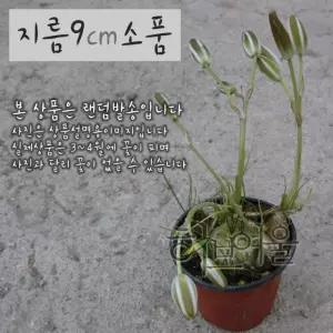 [다육] 프린시피스 (알부카 꽃에서 바닐라향 구근식물) 지름 9cm 소품화분 (좋은흙만 사용한 건강한식물)