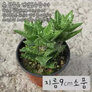 비취전( 핑크알로에 목성알로에 여교) 지름 9cm 소품화분 (좋은흙만 사용한 건강한식물)