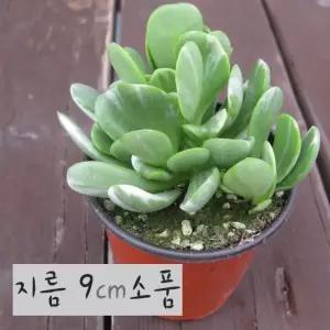 [허브여울다육] 야곱세니금 지름 9cm소품화분 (좋은흙만 사용한 건강한식물)