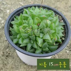 [다육] 수 (하월시아) 15cm 다육 중품
