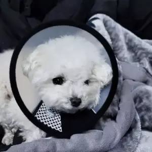 강아지깔대기 5호 강아지 깔대기 넥카라 반투명 강아지넥카라