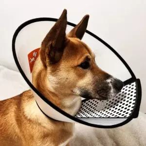 강아지깔대기 강아지넥카라 깔대기 반투명 넥카라 강아지 특대
