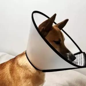 강아지깔대기 반투명 강아지 깔대기 3호 강아지넥카라 넥카라