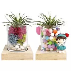 테라리움 택1 만들기 글라스 미술교구- 1인용 이오난사 3종