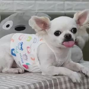 [반려] 강아지 스마일 화이트 끈나시 1P 코튼 여름 반려견옷