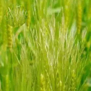 재래종 원예 청보리씨앗 보리재래종 녹비원예씨앗