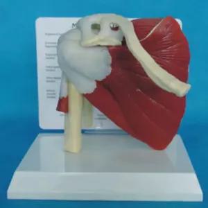 어깨 관절 모형 인체 근육 골격 병원 교육용 어깨뼈