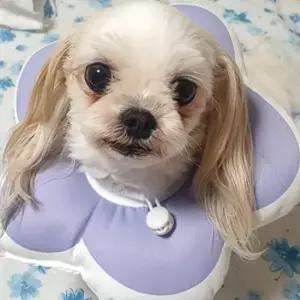 애견 반려동물 쿠션 넥카라 퍼플 M 상처 목커버 고양이