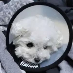 애견 반투명 강아지 넥카라 깔대기 5호 댕댕이 깔때기