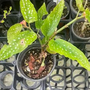 베고니아 관엽식물 화분 실내식물 사계절식물 관상식물 정원 B02