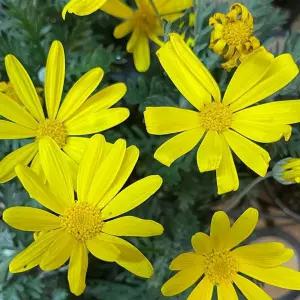 유리홉스 야생화 관엽식물 정원식물 화단 조경식물 포인트식물 B02