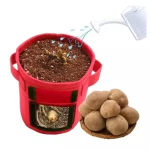 감자 키우기_식물 기르기 체험 관찰 학습 3EA