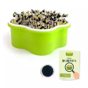 초간단 콩나물 키우기_식물 기르기 체험/ 3EA