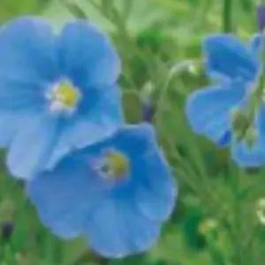 종묘사 아마 재래 씨앗 야생화 꽃씨 종자 품종 정원 200g