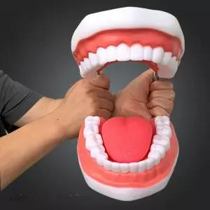 교육용 치아 모형 이 충치 인체 전시용 구강 병원 양치교육 치과 이빨