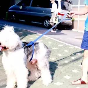 강아지 리드줄 목줄 개줄 훈련용 애견 반려견 줄 강아지리드줄