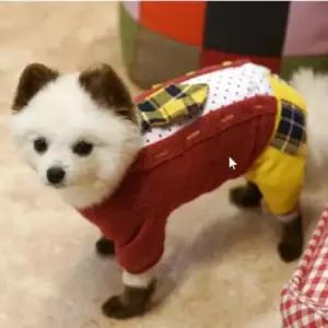 [반려] 패리스독 강아지 고양이 젠틀맨 올인원 레드 3XL