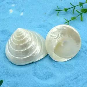 심심하지않은소라모형 모빌 감성소품 테라리움 물고기