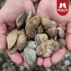 [마녀바스켓] 남해안 통통한 왕바지락(문어바지락) 1kg(55미 내외)