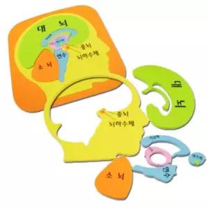 두뇌 구조 역할 수업용 두뇌구조 조각 모형 체험학습 DIY키트 사이언스 과학실무원