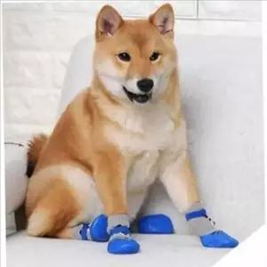 [반려] 고무 강아지 양말 실내 애견 미끄럼 방지 양말 덧신 보호