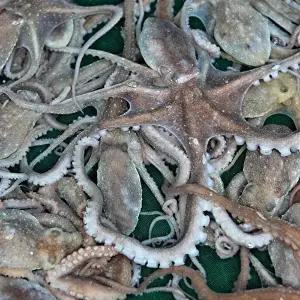 [산지직송] 해남 산낙지 100g내외 x 7마리 (소/산소포장/당일조업)