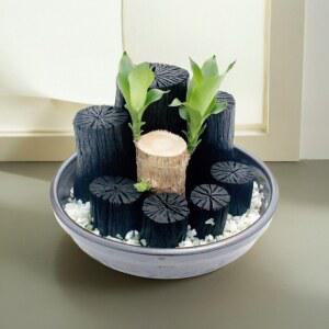 숯부작 행운목 정원꾸미기소품 복숭아 8 알데히드콩 씰링기 가마솥 연탄불 간편 탑재