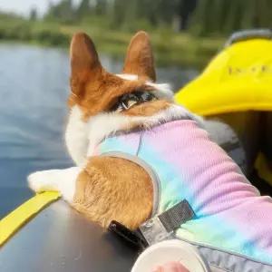 반려동물 여름 쿨링 조끼 강아지 산책용 냉감 래쉬가드 패션 용품추천 해변옷 애견 모자 아이템 액세서리