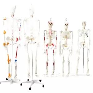 학교 인체 골격 모형 해부학 과학 교육 만들기 중등 수업교구 초등 키트