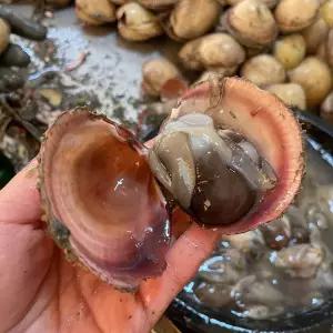 완손질 특품 새조개 200g